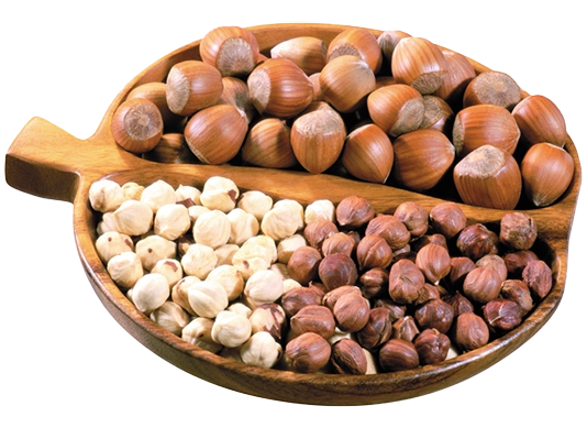 fındık üretimi